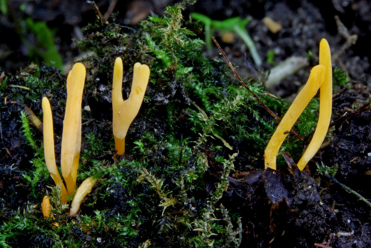 Clavulinopsis luteoalba